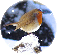 Christmas robin